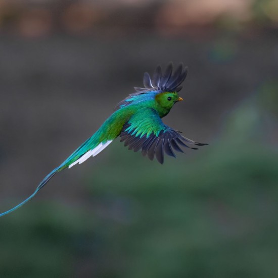 Full-Day Specialized Birdwatching Walk