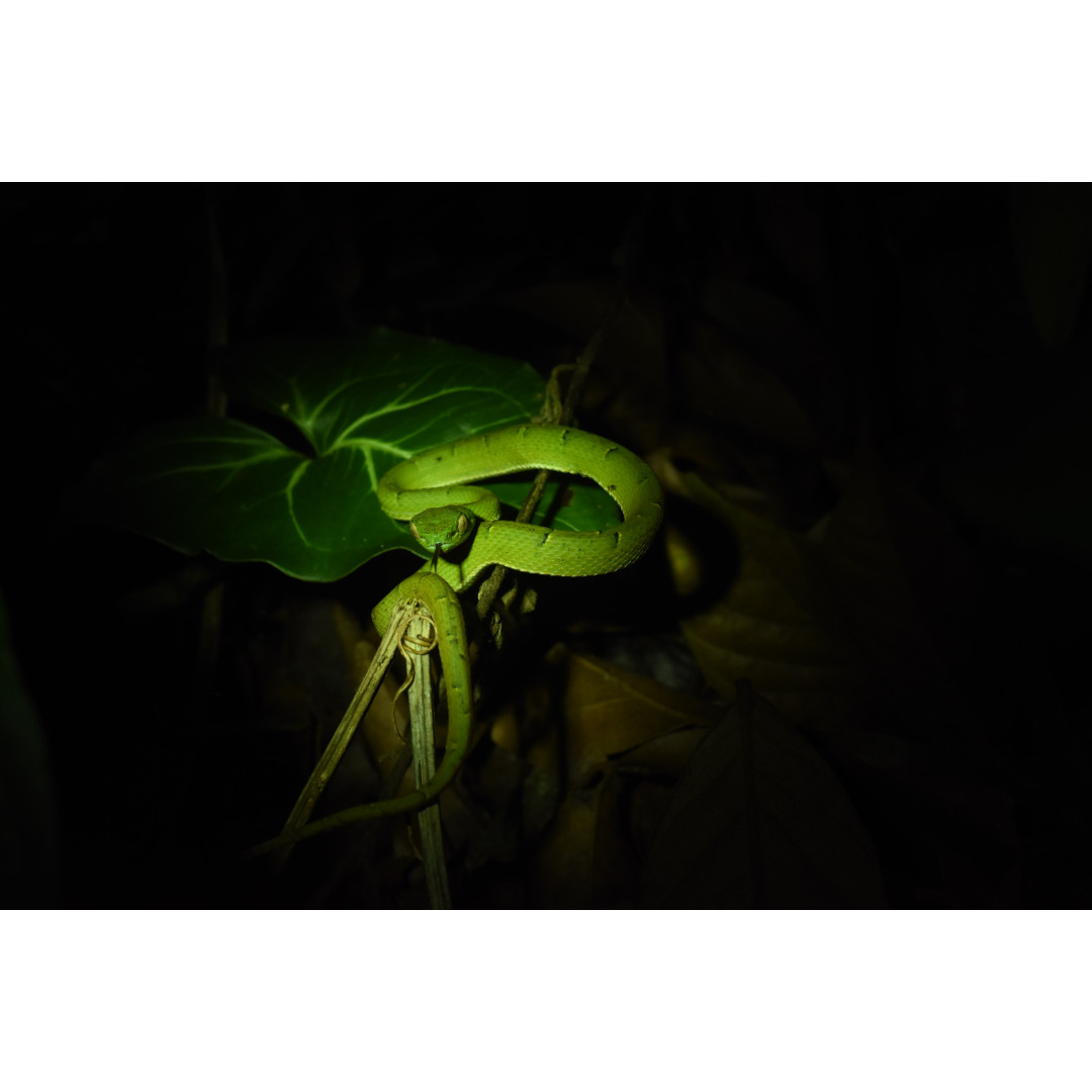 Night Guided Tour with Night Vision goggles(Little Groups 8 Max)