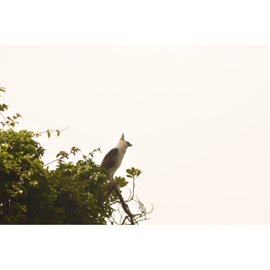 Caminata especializada de Observación Aves Full-Day
