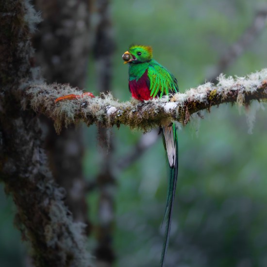 Full-Day Specialized Birdwatching Walk