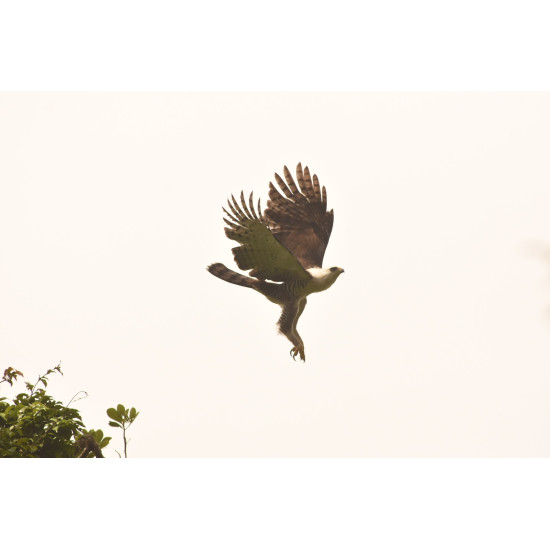 Full-Day Specialized Birdwatching Walk