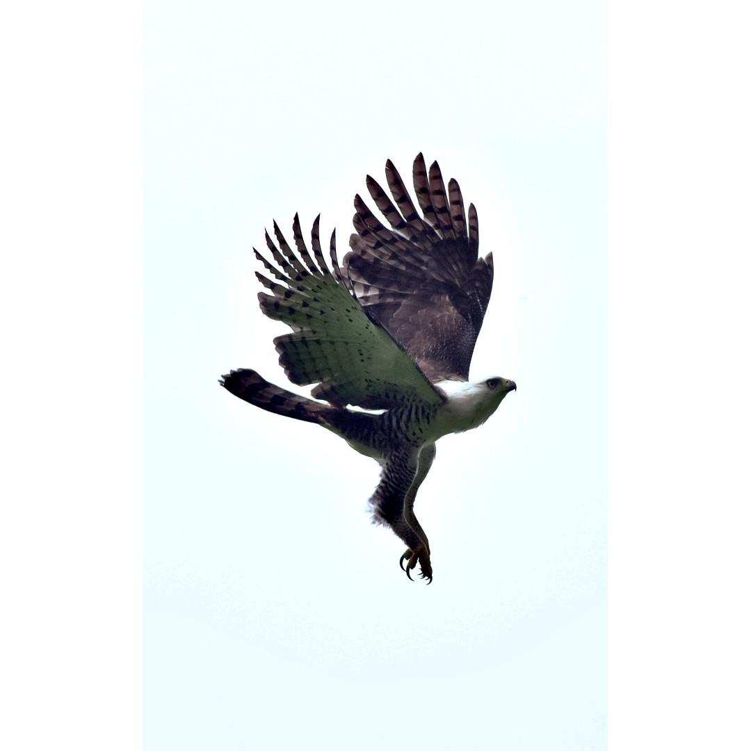 Full-Day Specialized Birdwatching Walk
