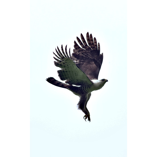 Full-Day Specialized Birdwatching Walk