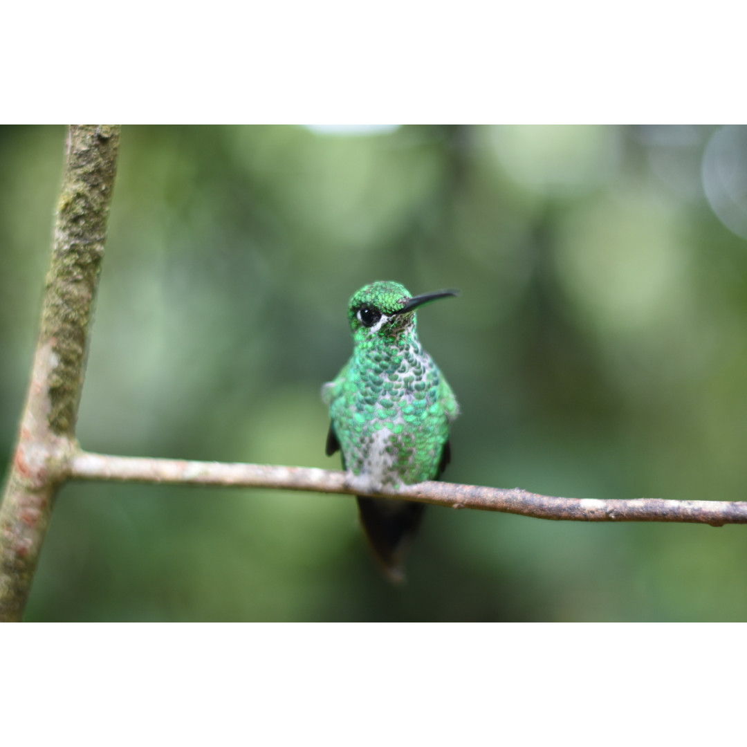 Full-Day Specialized Birdwatching Walk