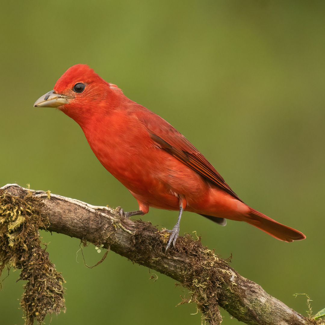 Full-Day Specialized Birdwatching Walk