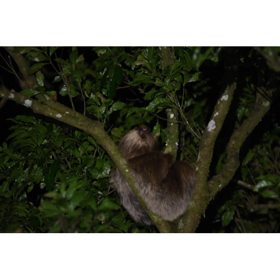 Night Guided Tour with Night Vision goggles(Little Groups 8 Max)