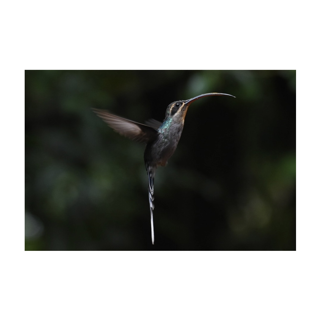 Caminata especializada de Observación Aves Full-Day