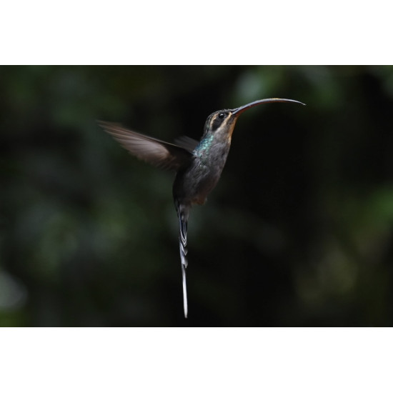 Caminata especializada de Observación Aves Full-Day