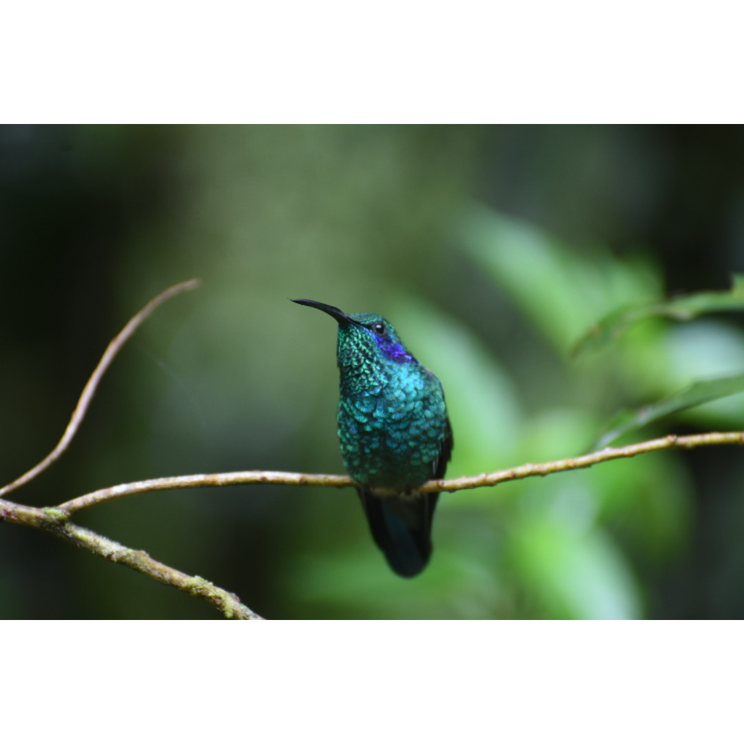 Full-Day Specialized Birdwatching Walk