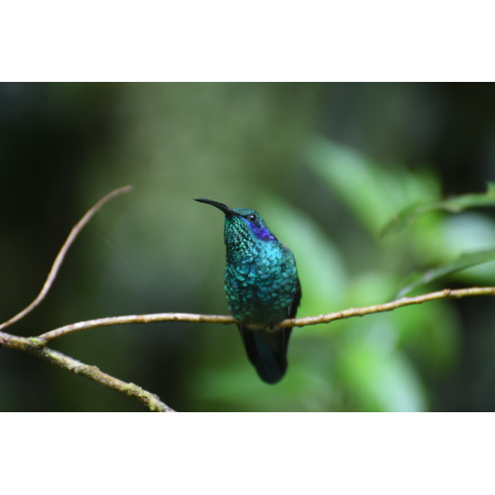Full-Day Specialized Birdwatching Walk