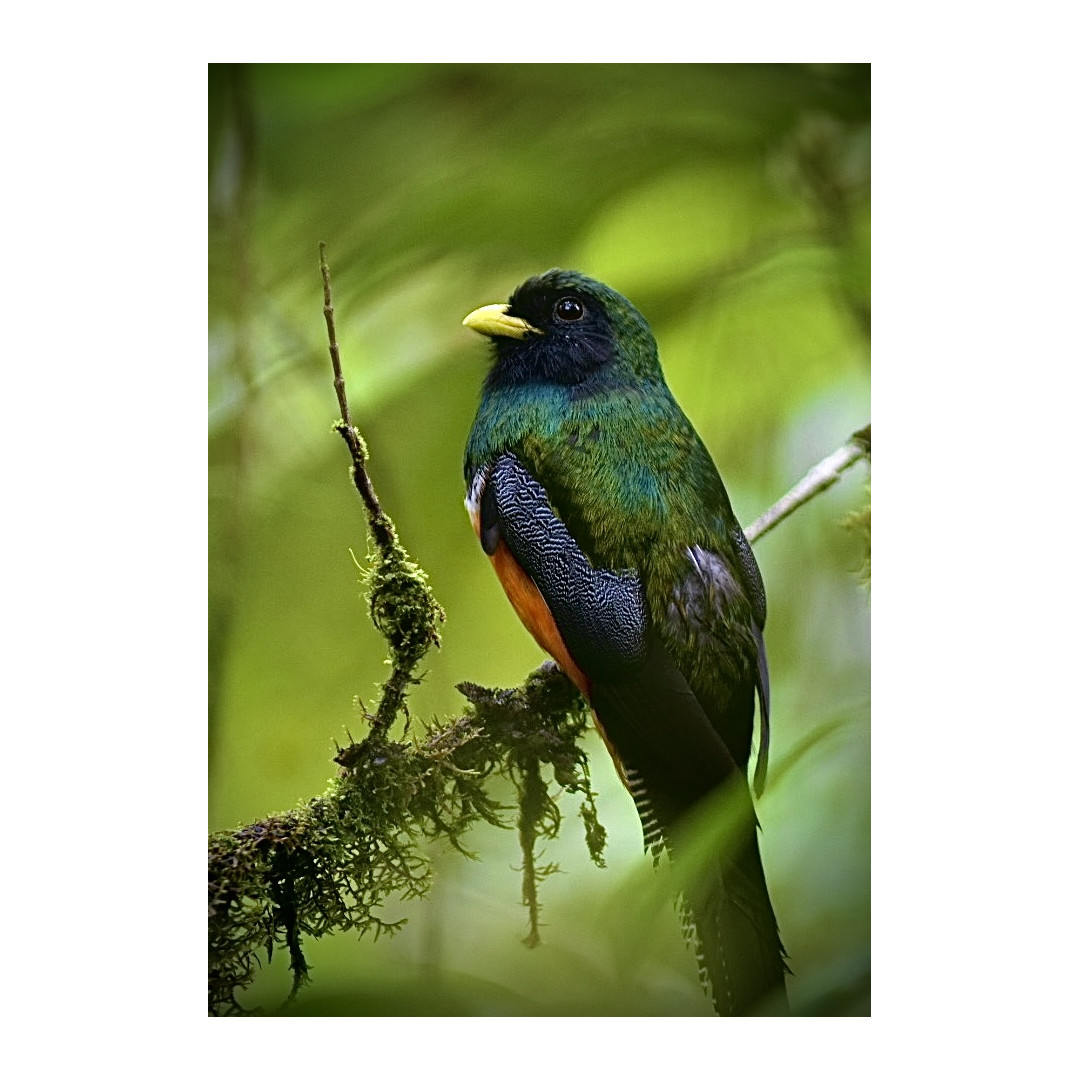 Full-Day Specialized Birdwatching Walk
