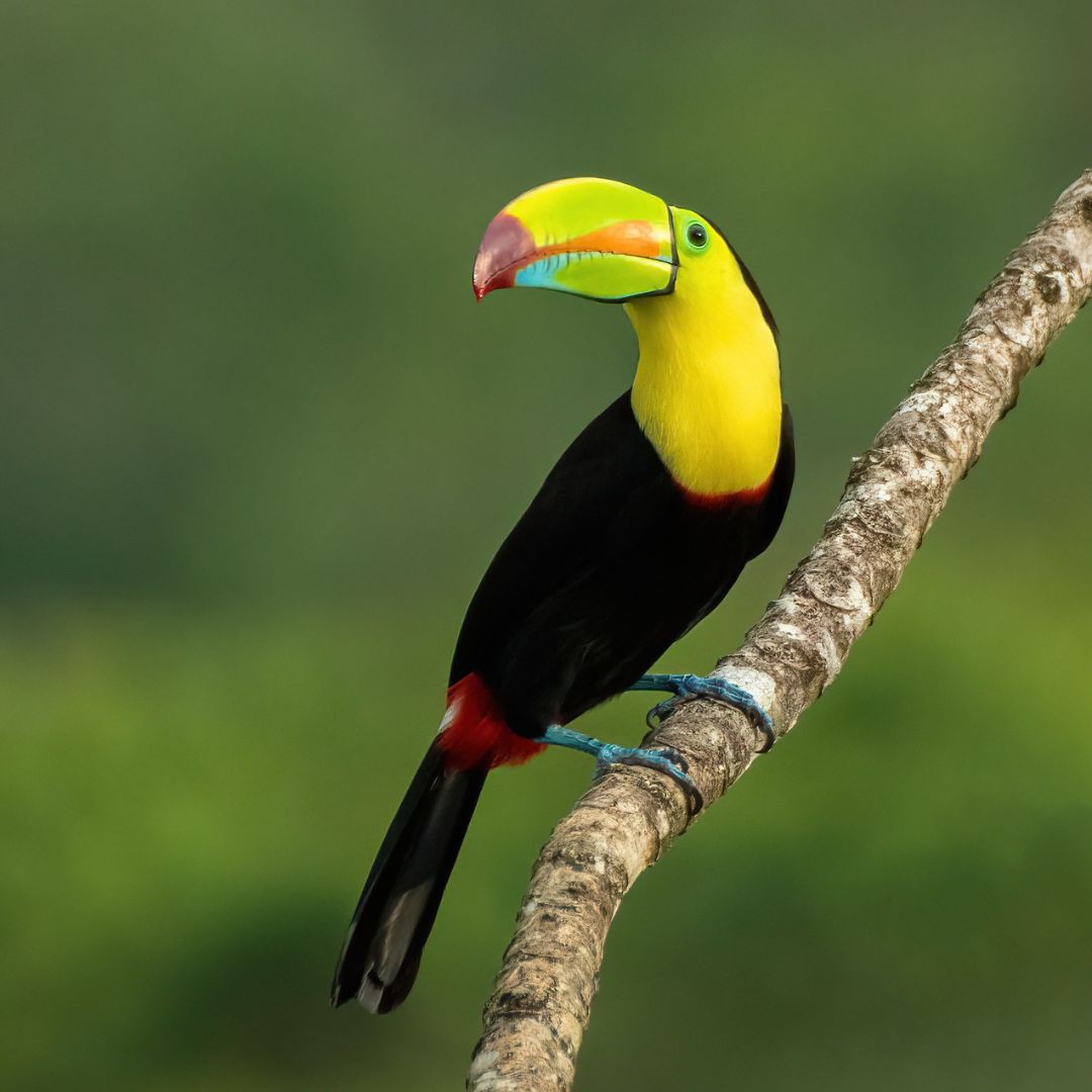 Full-Day Specialized Birdwatching Walk