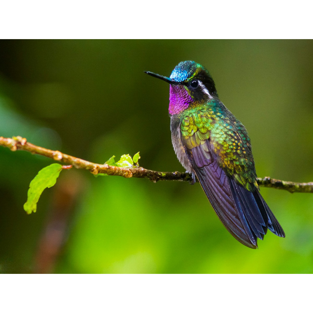 Tour de Fotografía de Naturaleza
