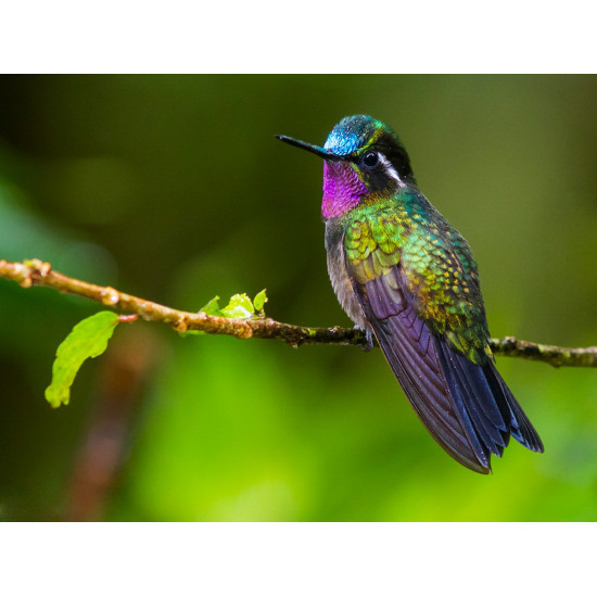 Nature Photography Tour