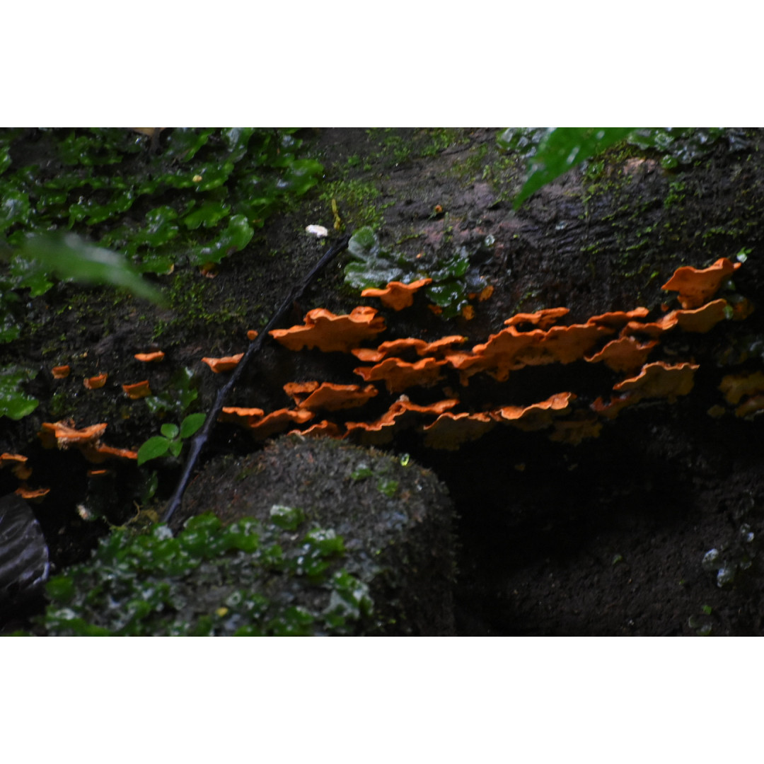 Tour de Fotografía de Naturaleza