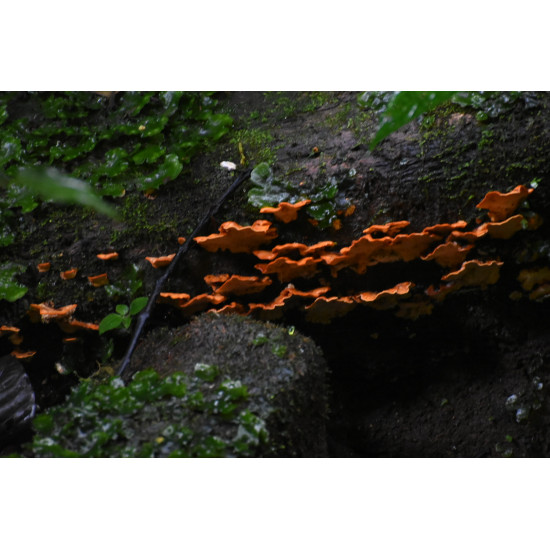 Tour de Fotografía de Naturaleza