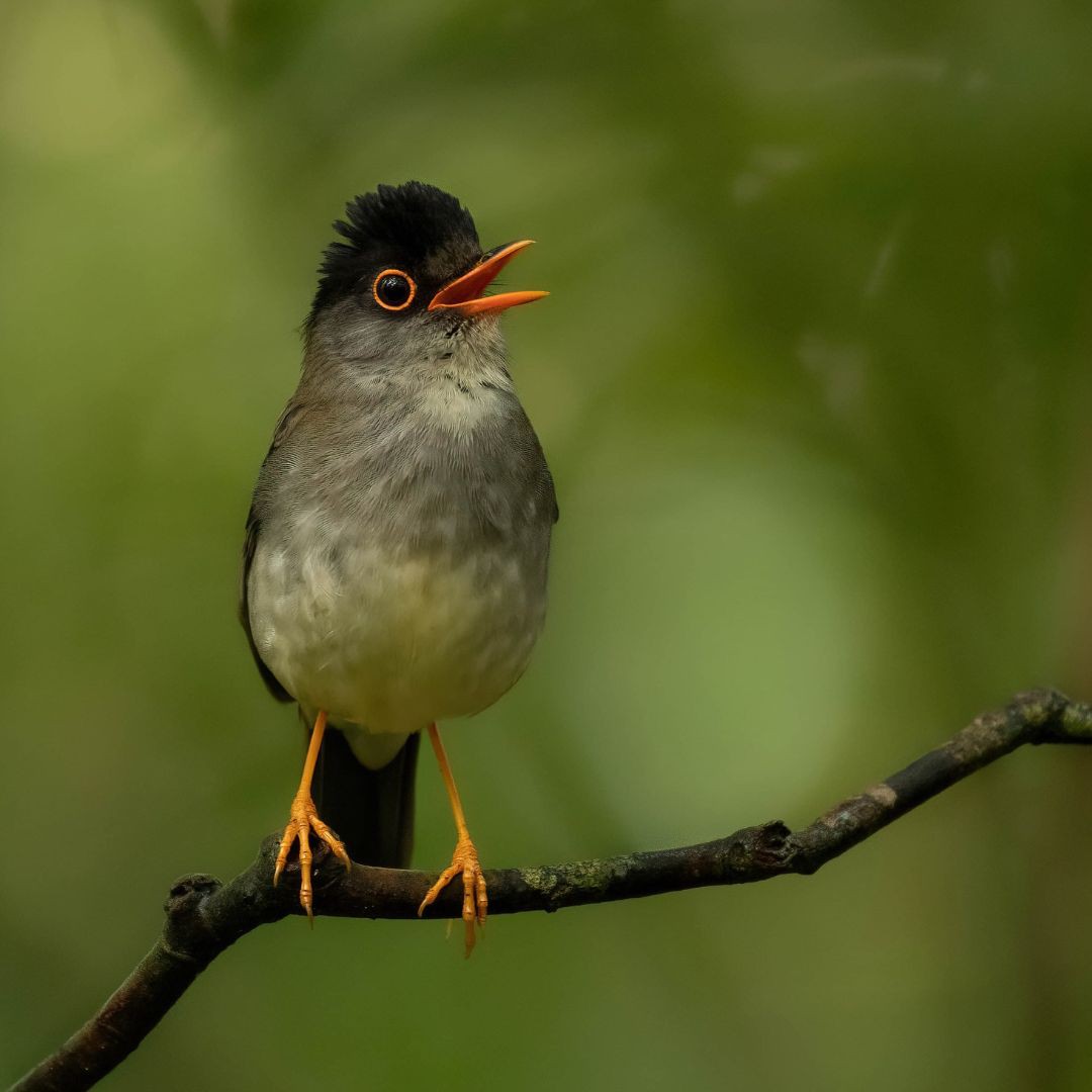 Full-Day Specialized Birdwatching Walk