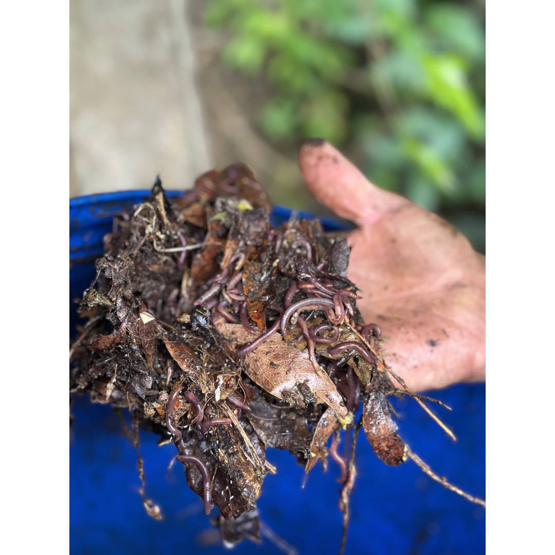 Monteverde from Within: A Rural Community Experience