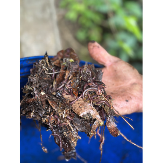 Monteverde from Within: A Rural Community Experience