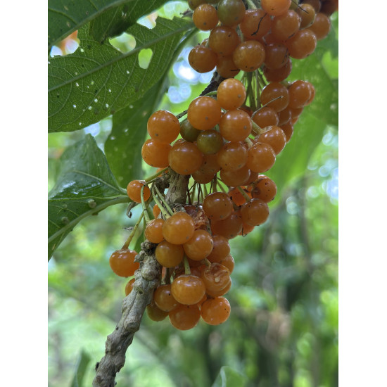 Monteverde from Within: A Rural Community Experience