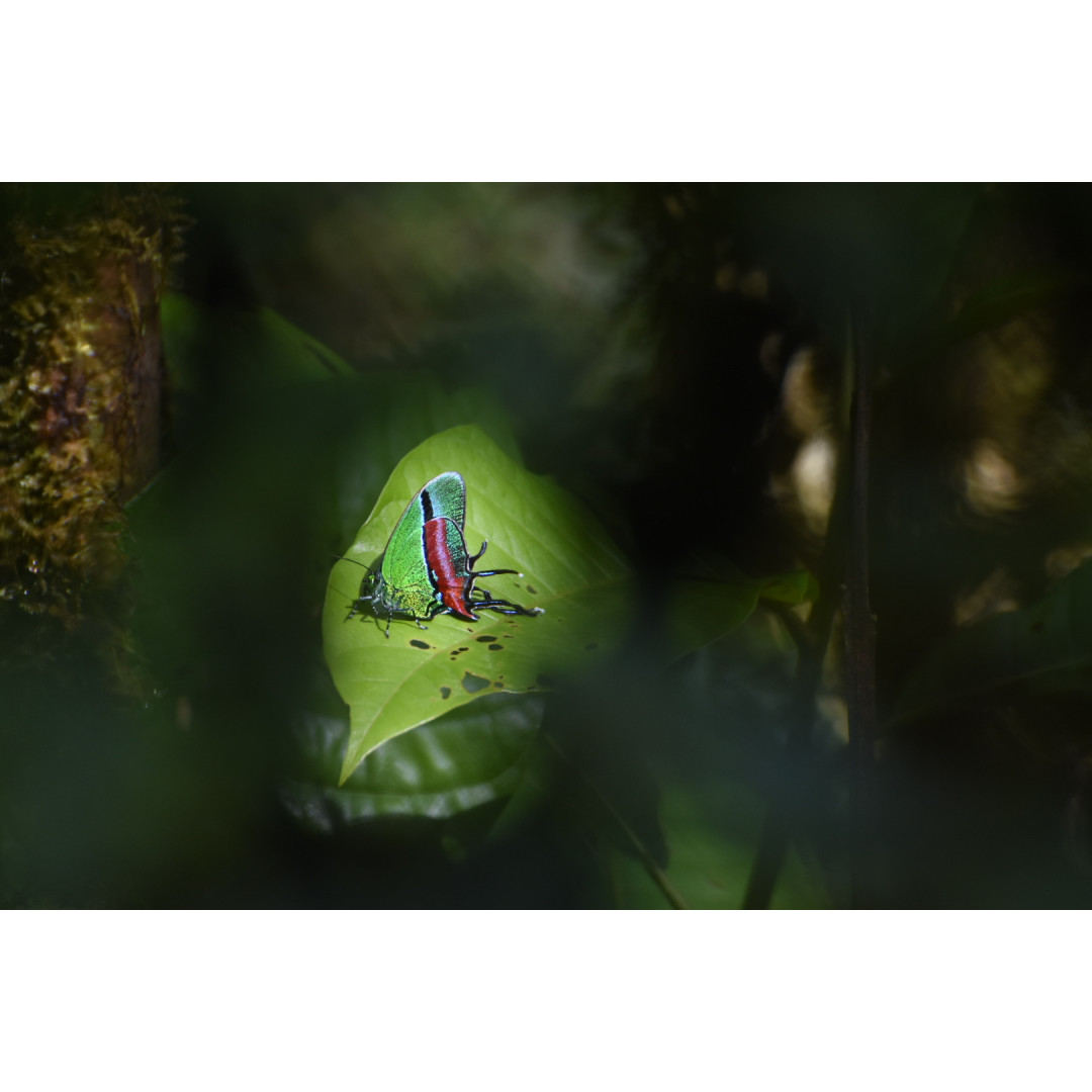 Monteverde from Within: A Rural Community Experience