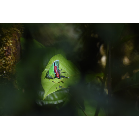 Monteverde from Within: A Rural Community Experience