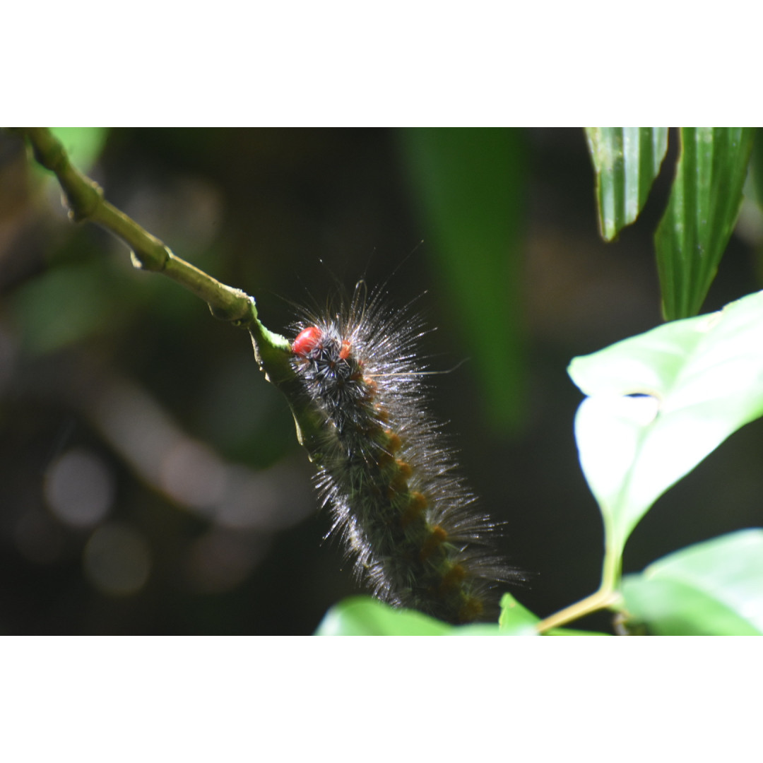 Monteverde from Within: A Rural Community Experience