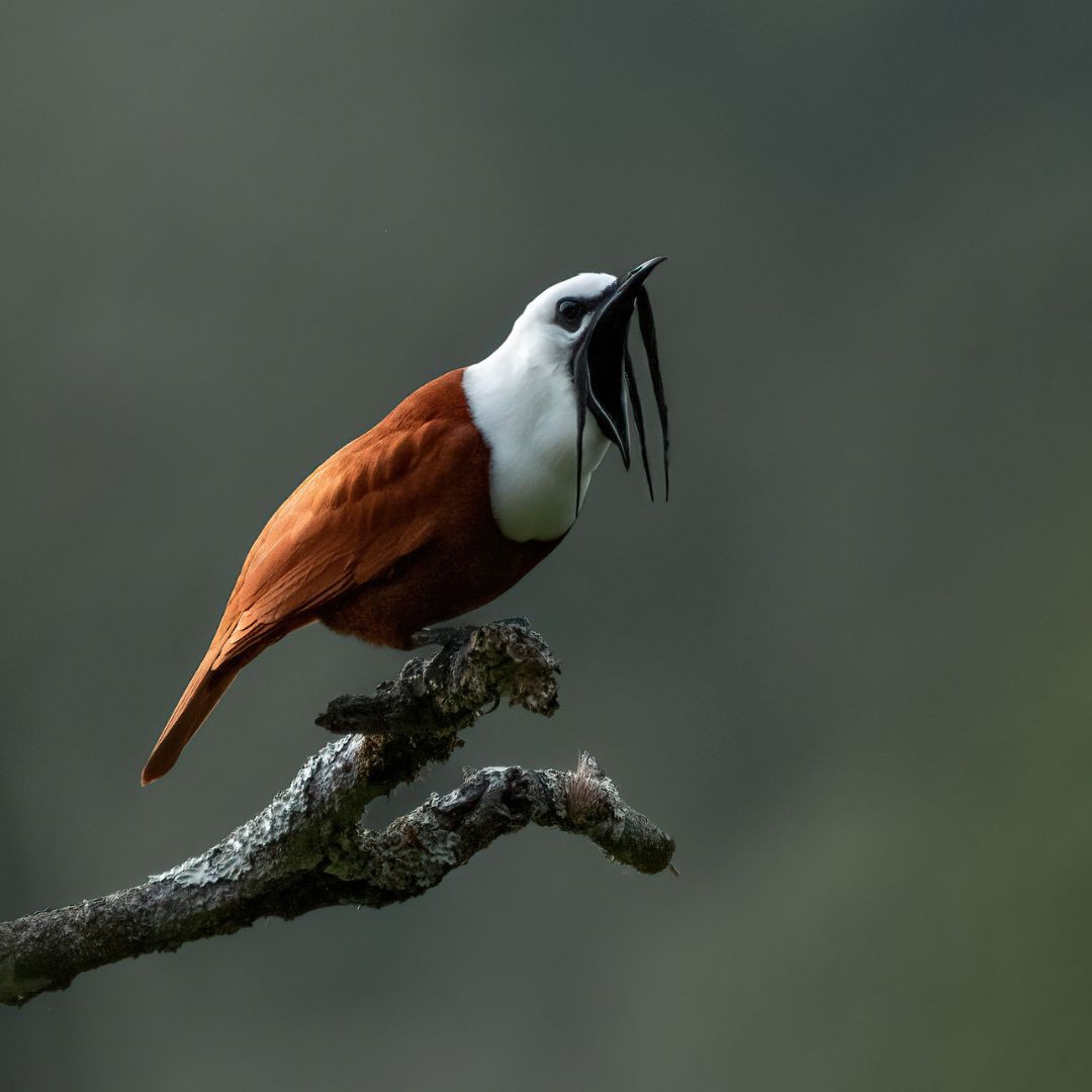 Caminata especializada de Observación Aves Full-Day