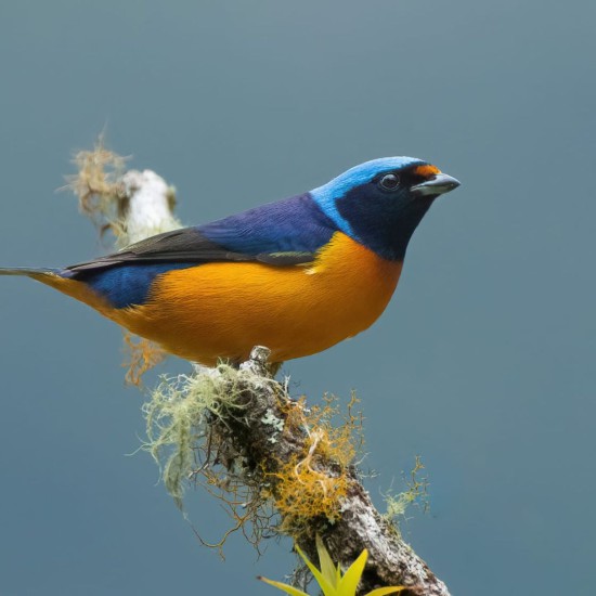 Full-Day Specialized Birdwatching Walk