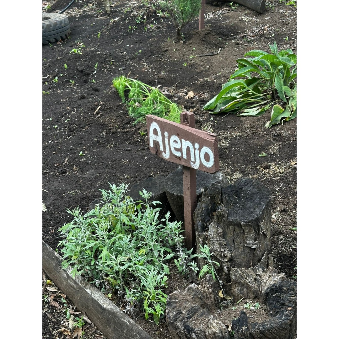 Sabores del Bosque: Vivencia Gastronómica y Etnobotánica
