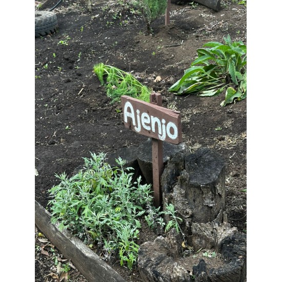 Flavors of the Forest: Ethnobotanical & Culinary Journey