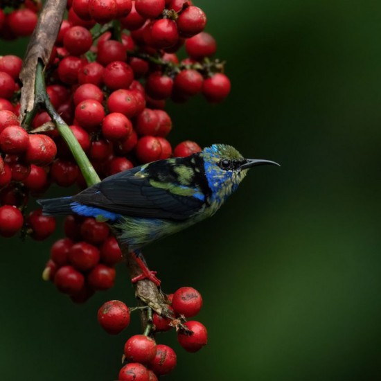 Full-Day Specialized Birdwatching Walk