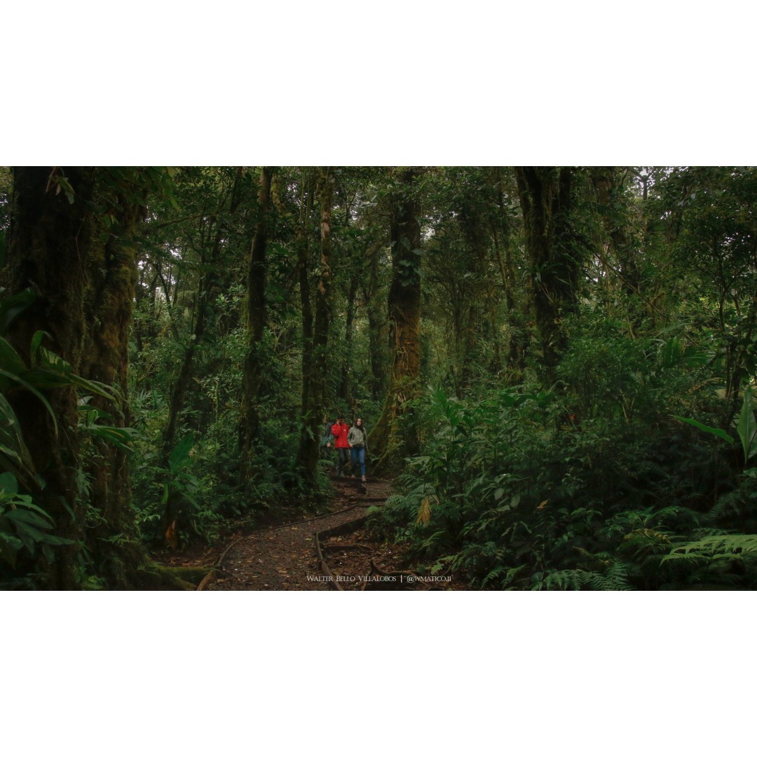 Vivencia de conservacion Monteverde