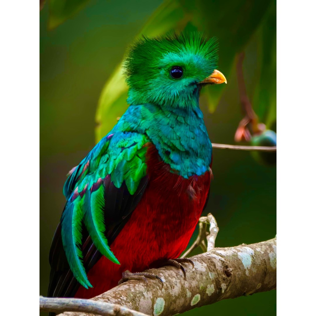 Vivencia de conservacion Monteverde
