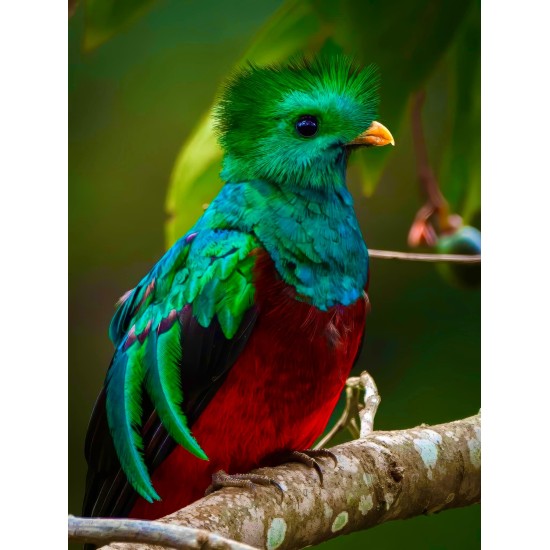 Vivencia de conservacion Monteverde