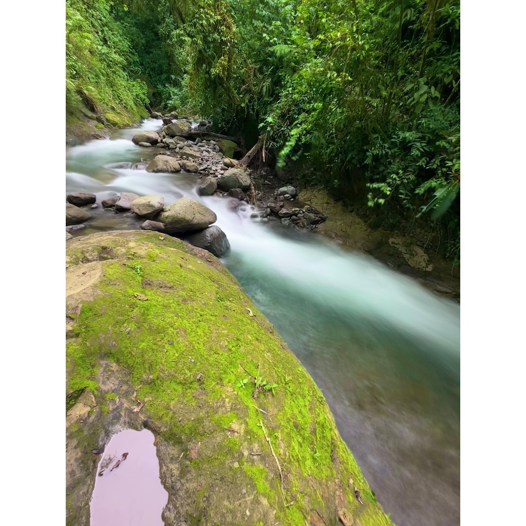 CLOUD FOREST WATERFALLS