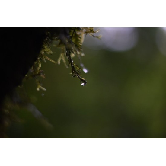 EXPERIENCIA DE FOTOGRAFÍA DE NATURALEZA