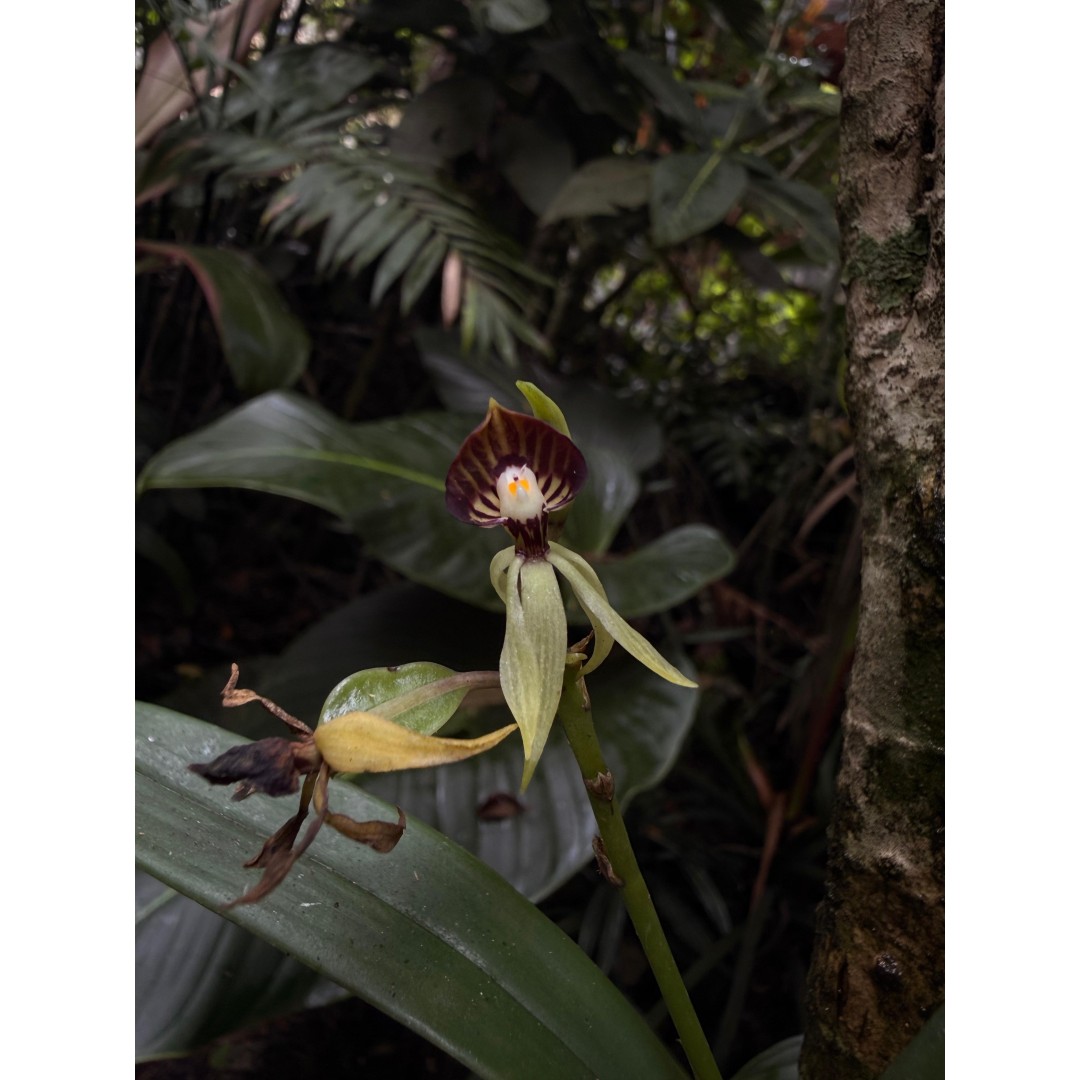 EL MUNDO OCULTO DE LAS ORQUÍDEAS
