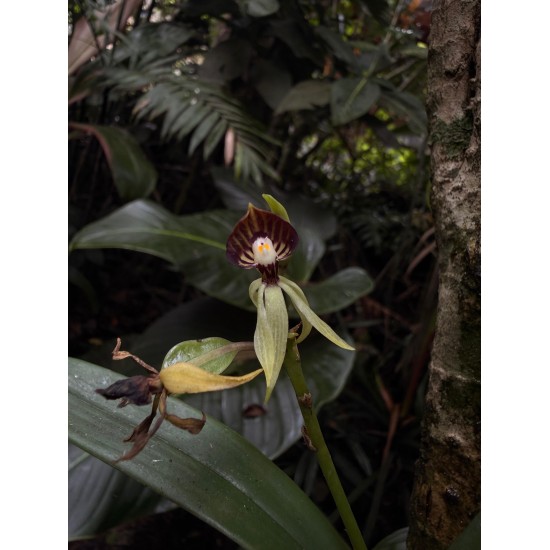 EL MUNDO OCULTO DE LAS ORQUÍDEAS