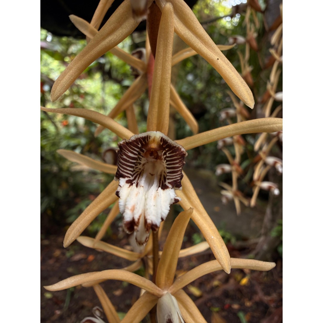 EL MUNDO OCULTO DE LAS ORQUÍDEAS