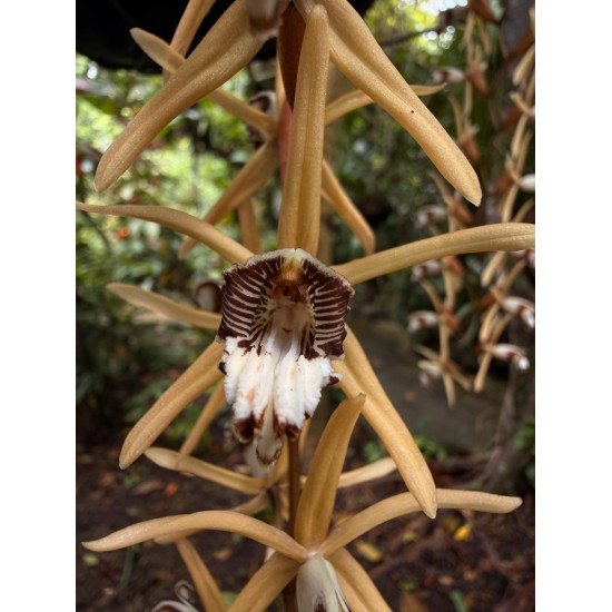 THE HIDDEN WORLD OF ORCHIDS