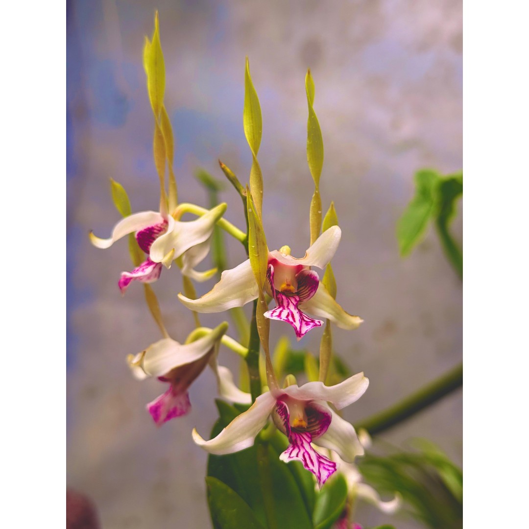 EL MUNDO OCULTO DE LAS ORQUÍDEAS