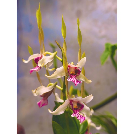 THE HIDDEN WORLD OF ORCHIDS