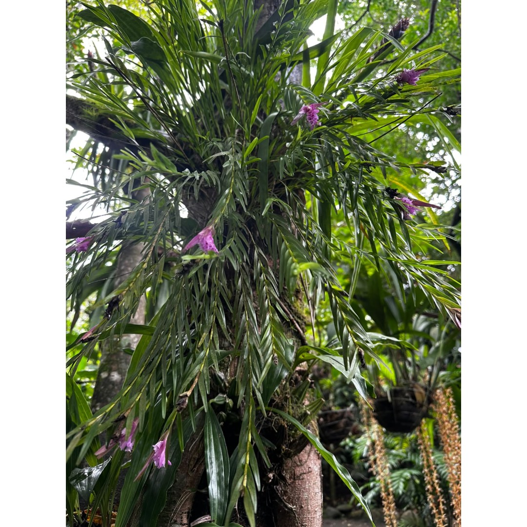 THE HIDDEN WORLD OF ORCHIDS