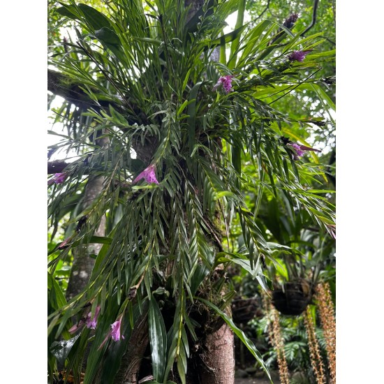 EL MUNDO OCULTO DE LAS ORQUÍDEAS