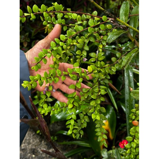 EL MUNDO OCULTO DE LAS ORQUÍDEAS
