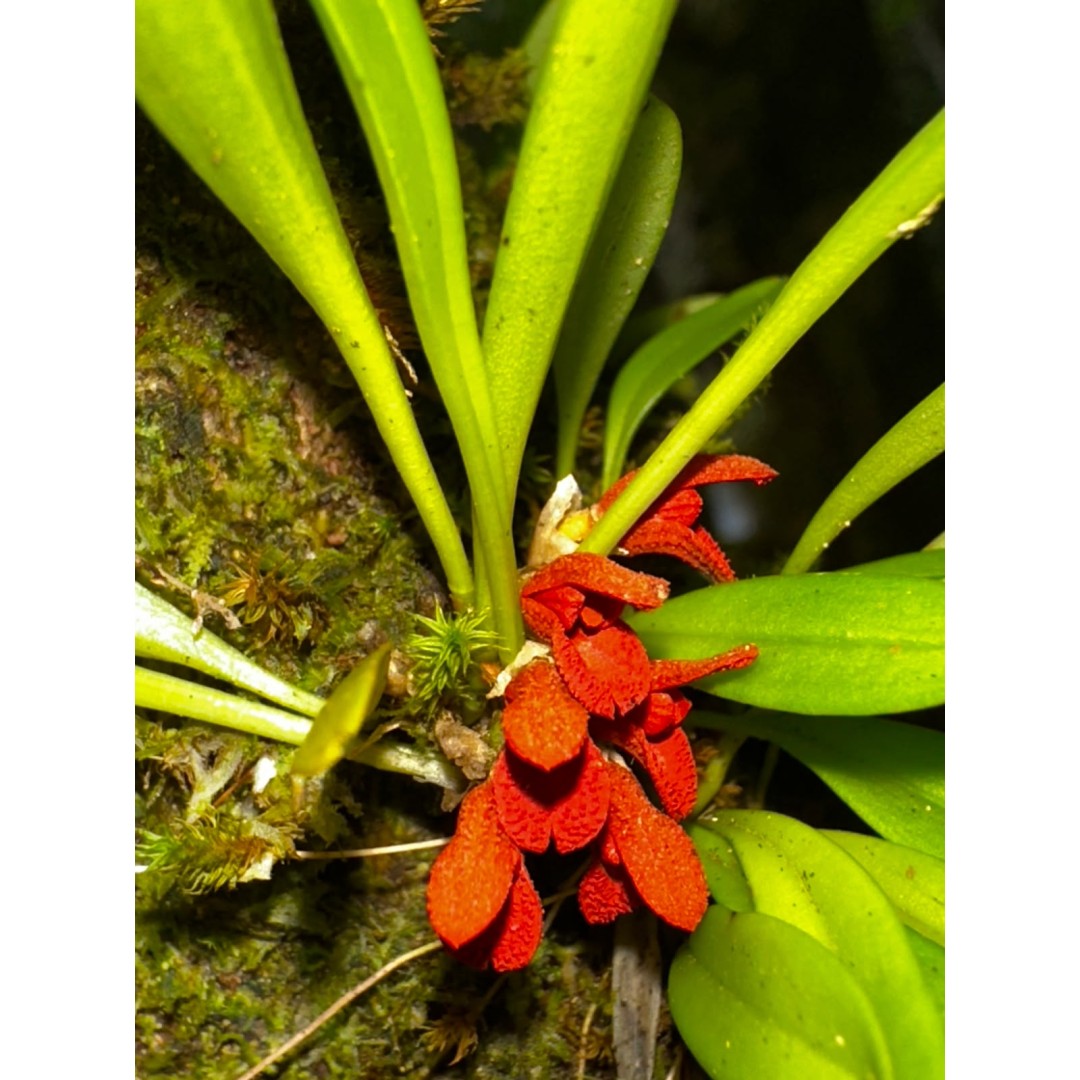 EL MUNDO OCULTO DE LAS ORQUÍDEAS