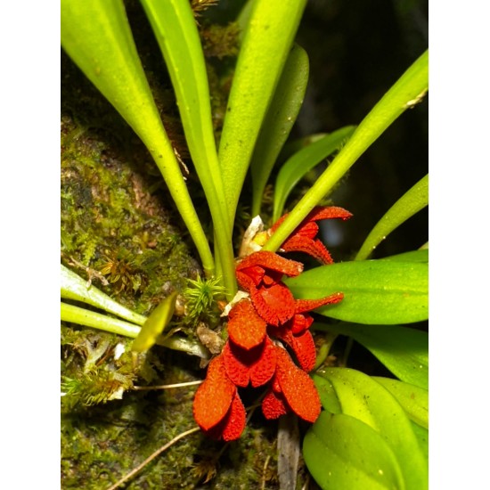 THE HIDDEN WORLD OF ORCHIDS