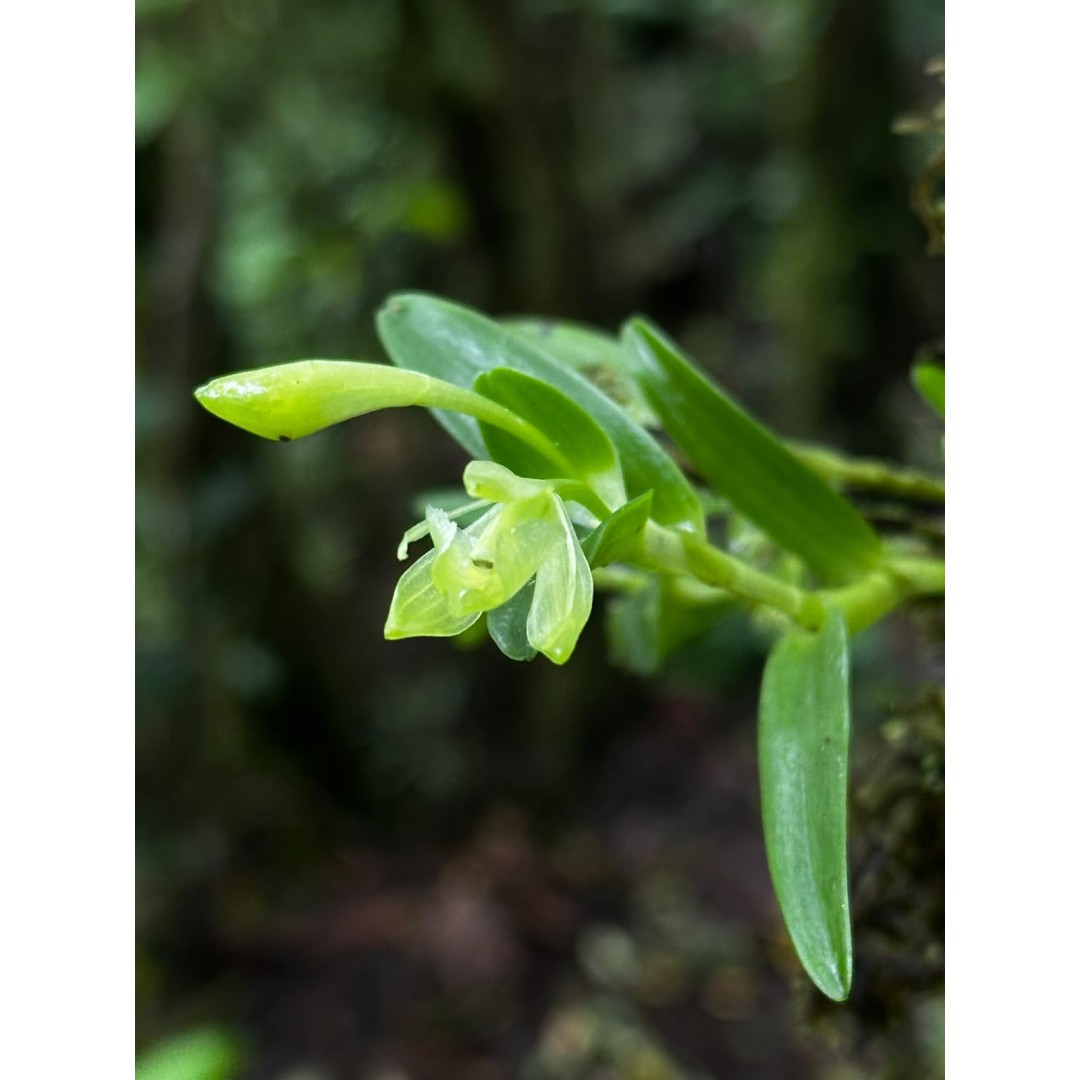THE HIDDEN WORLD OF ORCHIDS