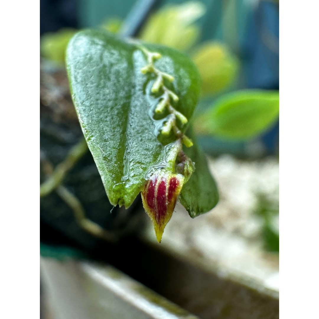 THE HIDDEN WORLD OF ORCHIDS